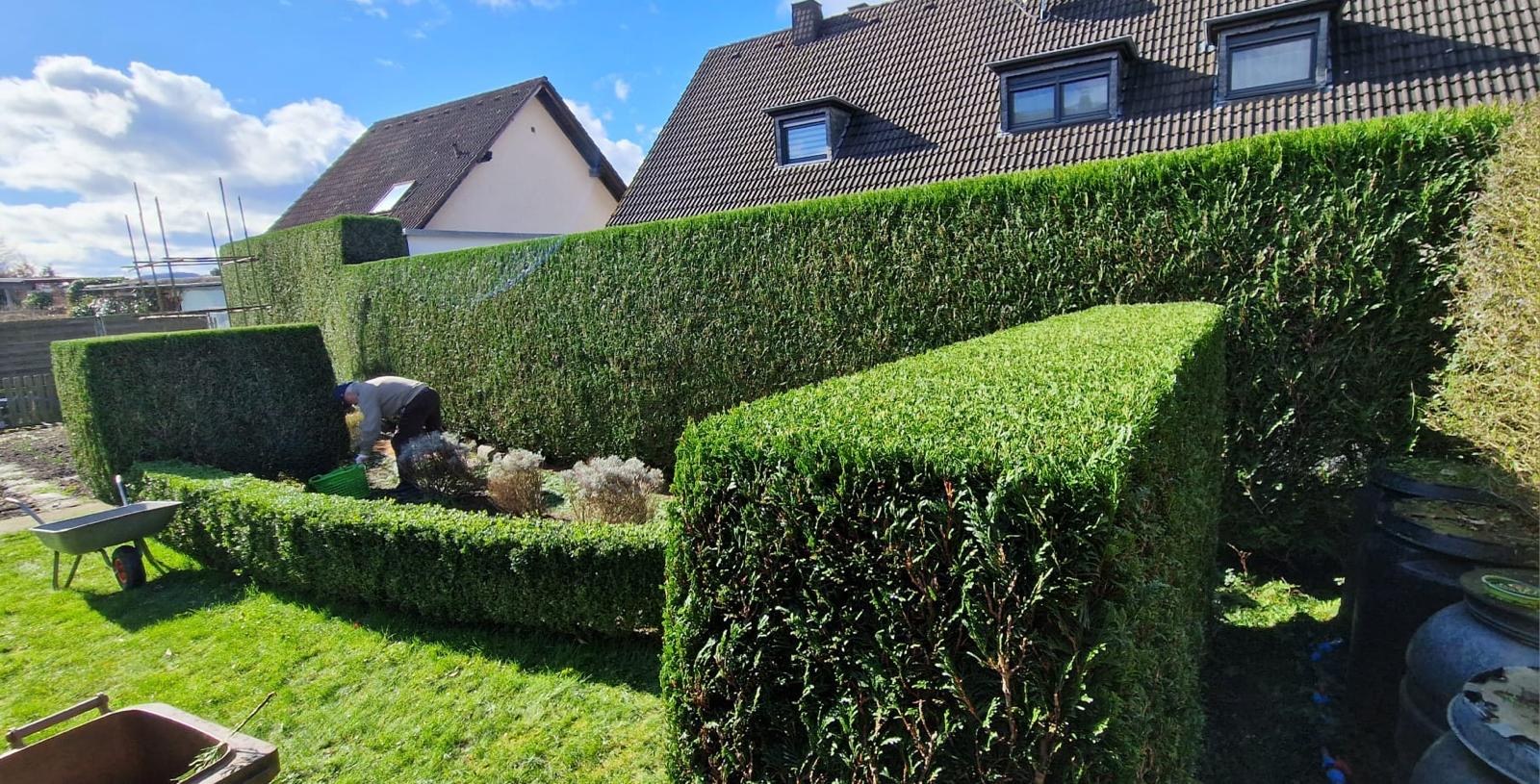 Kastenförmig geschnittene Formhecken vor einer hohen Hecke, im Hintergrund wird ein Beet gepflegt